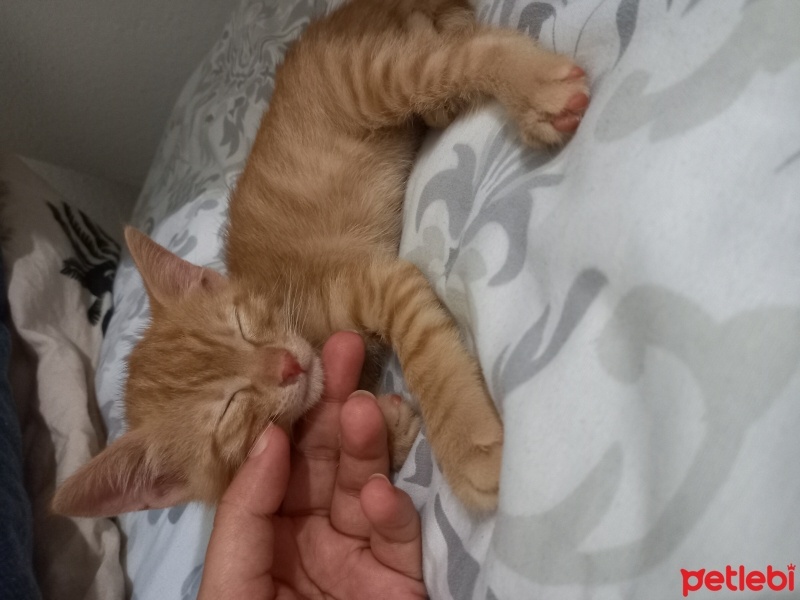Sarman, Kedi  Tarçın fotoğrafı