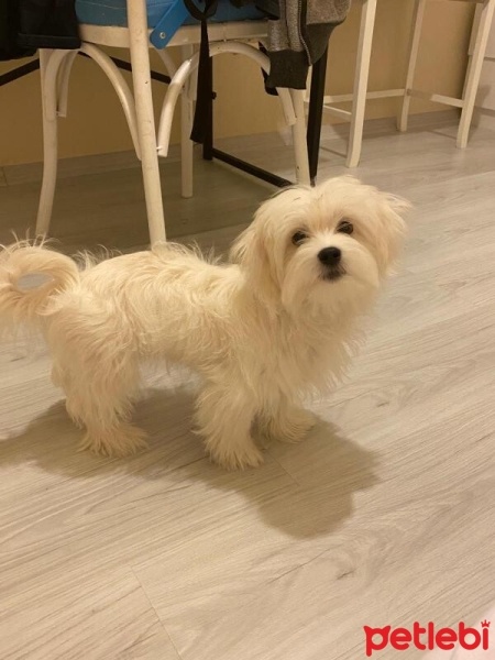 Maltese, Köpek  Daisy fotoğrafı