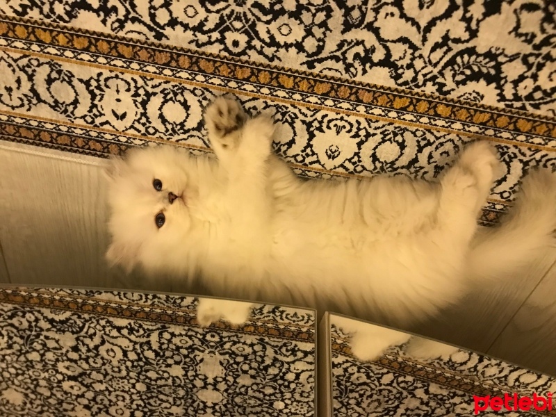 British Longhair, Kedi  Venüs fotoğrafı