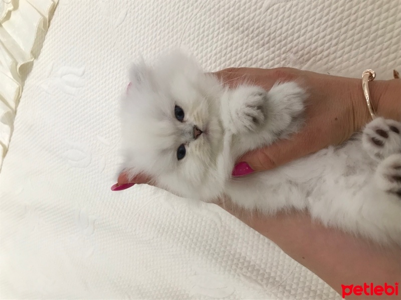 British Longhair, Kedi  Venüs fotoğrafı