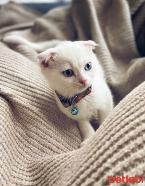 Scottish Fold, Kedi  Lupin fotoğrafı