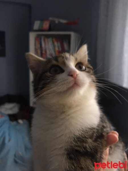 Tekir Kedi, Kedi  Boncuk fotoğrafı