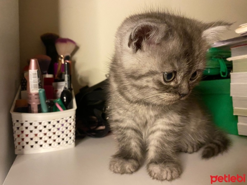 British Shorthair, Kedi  2aylık yavru kedi fotoğrafı