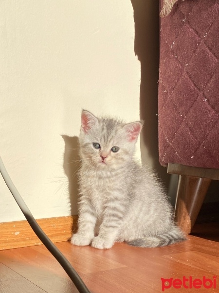 British Shorthair, Kedi  2aylık yavru kedi fotoğrafı