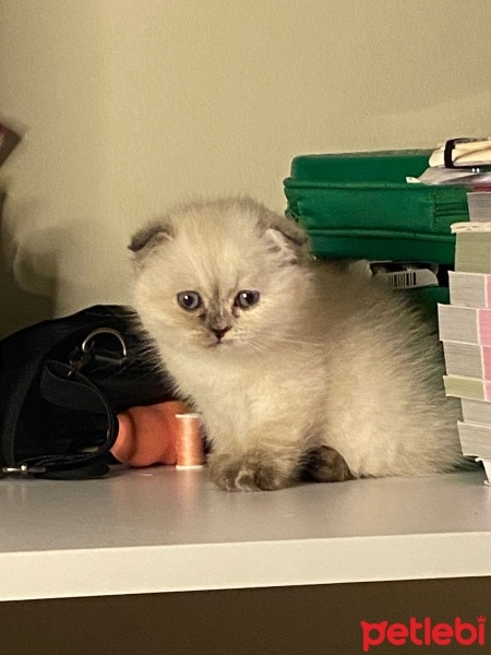 British Shorthair, Kedi  2aylık yavru kedi fotoğrafı