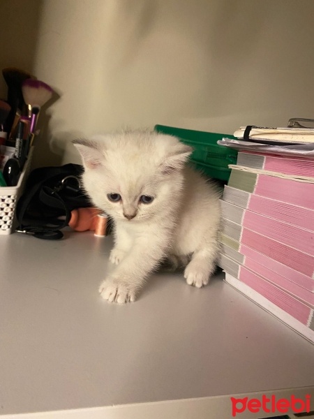 British Shorthair, Kedi  2aylık yavru kedi fotoğrafı
