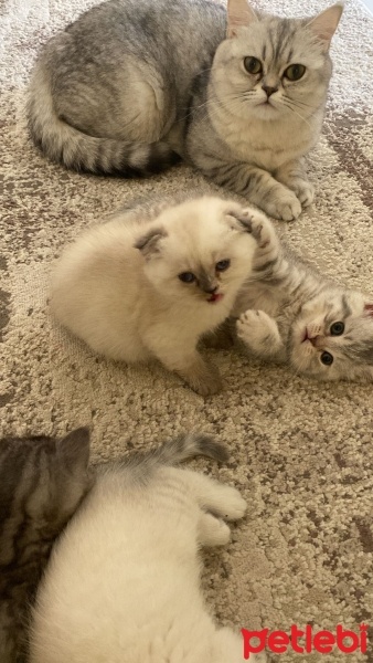 British Shorthair, Kedi  2aylık yavru kedi fotoğrafı