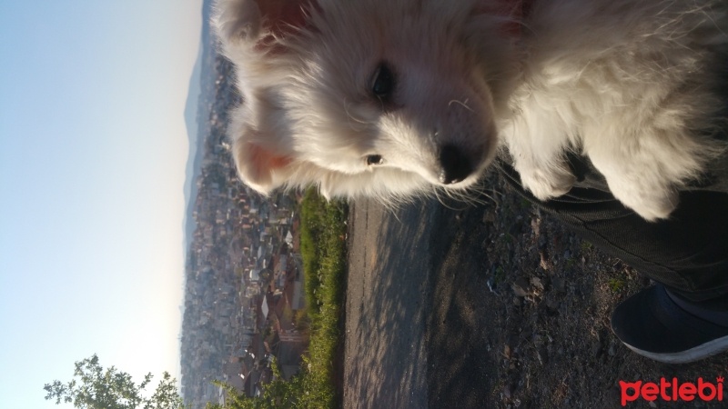 Pomeranyalı, Köpek  pamuk fotoğrafı