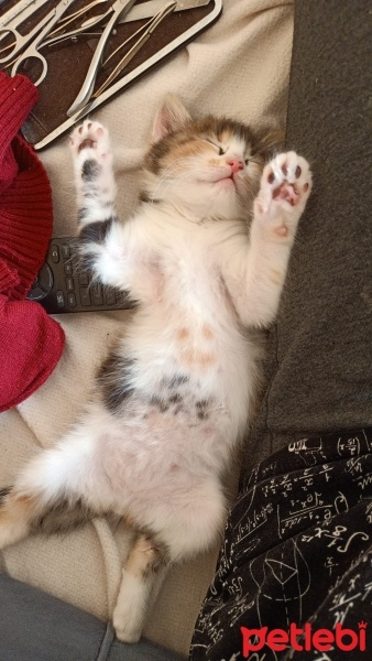 Tekir Kedi, Kedi  Balım fotoğrafı