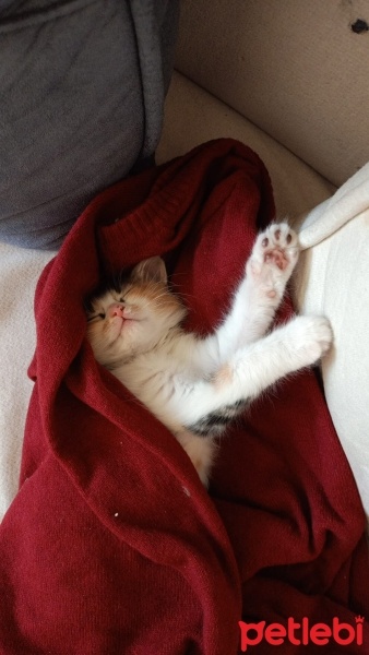 Tekir Kedi, Kedi  Balım fotoğrafı