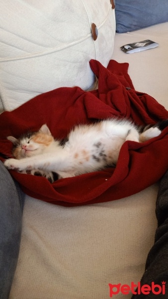 Tekir Kedi, Kedi  Balım fotoğrafı