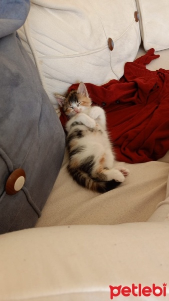 Tekir Kedi, Kedi  Balım fotoğrafı