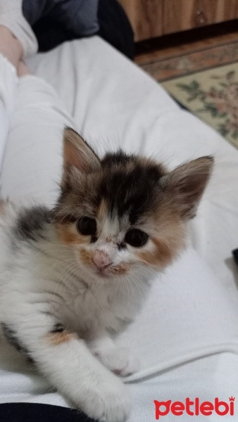 Tekir Kedi, Kedi  Balım fotoğrafı