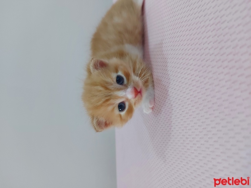 British Longhair, Kedi  Balım fotoğrafı