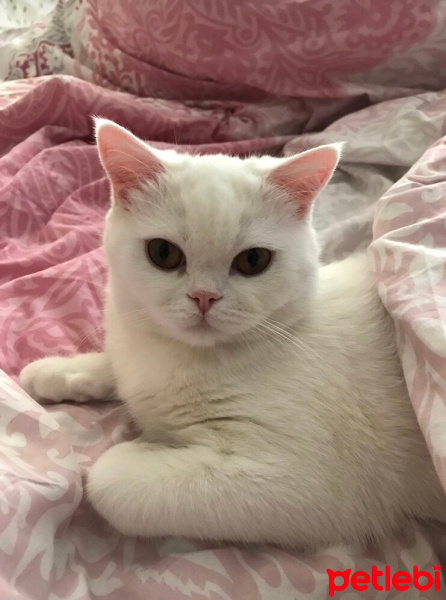 British Shorthair, Kedi  Mia fotoğrafı