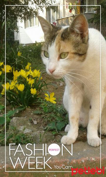 Tekir Kedi, Kedi  Mıncır  fotoğrafı