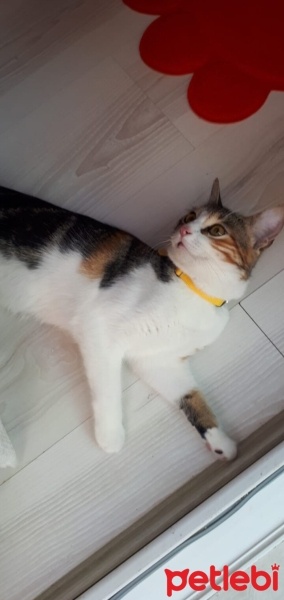 Tekir Kedi, Kedi  Bal fotoğrafı