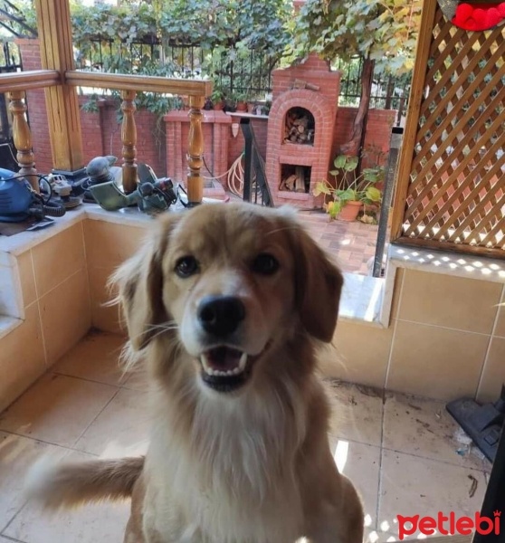 Golden Retriever, Köpek  Woddy fotoğrafı