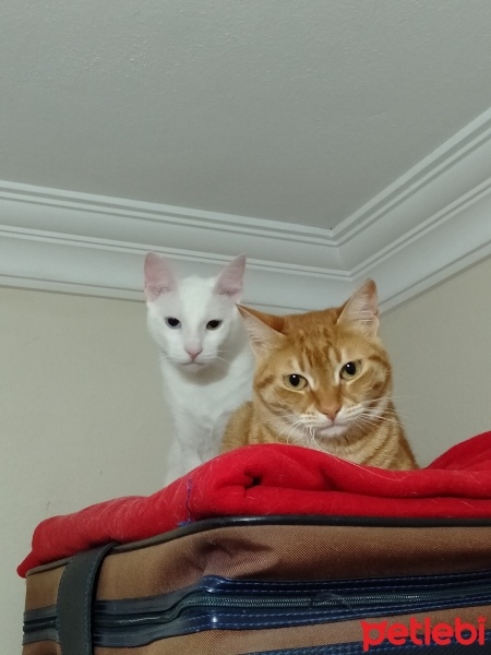 Van Kedisi, Kedi  Karamel ve sütlaç fotoğrafı