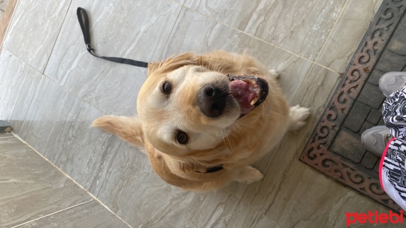 Golden Retriever, Köpek  Çakıl fotoğrafı