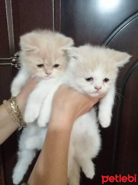 British Longhair, Kedi  Ad koymadım fotoğrafı