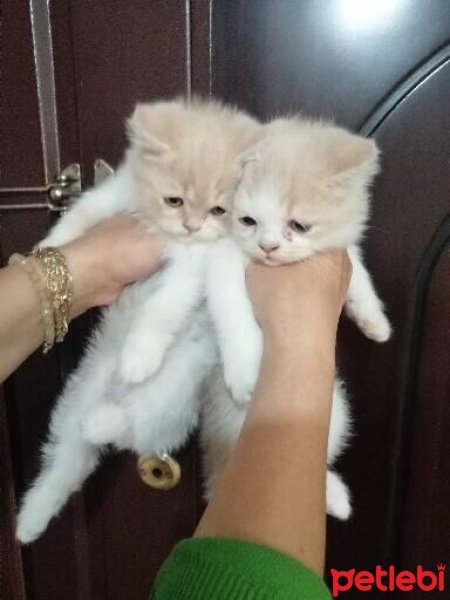 British Longhair, Kedi  Ad koymadım fotoğrafı
