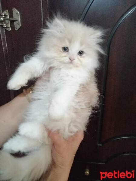 British Longhair, Kedi  Ad koymadım fotoğrafı