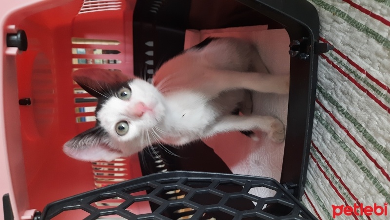 Ankara Kedisi, Kedi  Bıdık fotoğrafı