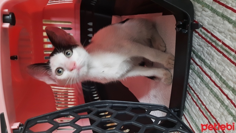 Ankara Kedisi, Kedi  Bıdık fotoğrafı
