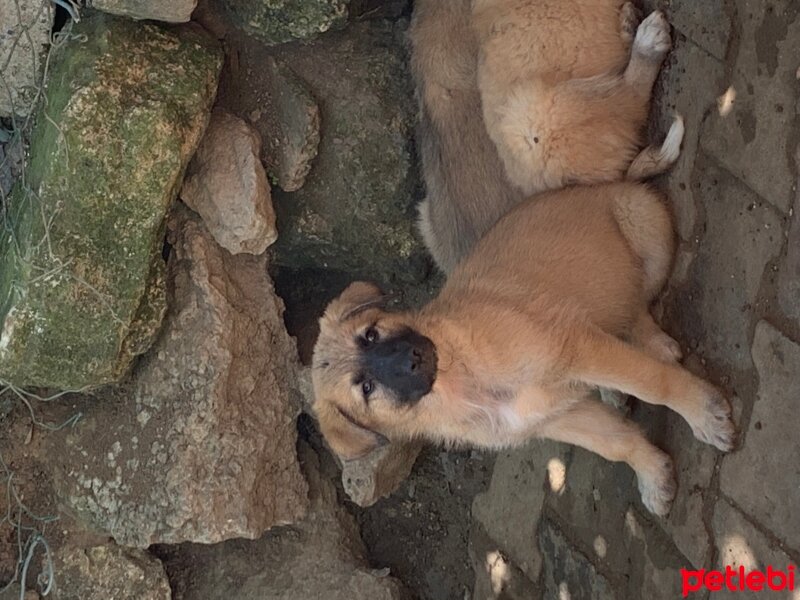 Alman Çoban Köpeği, Köpek  Linda fotoğrafı