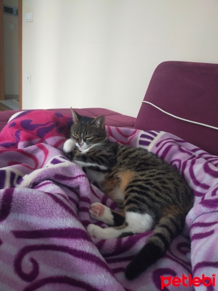 Tekir Kedi, Kedi  Mia fotoğrafı