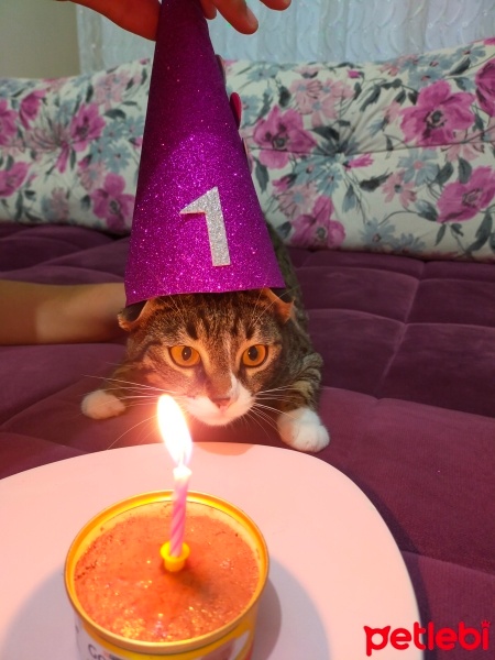 Tekir Kedi, Kedi  Mia fotoğrafı