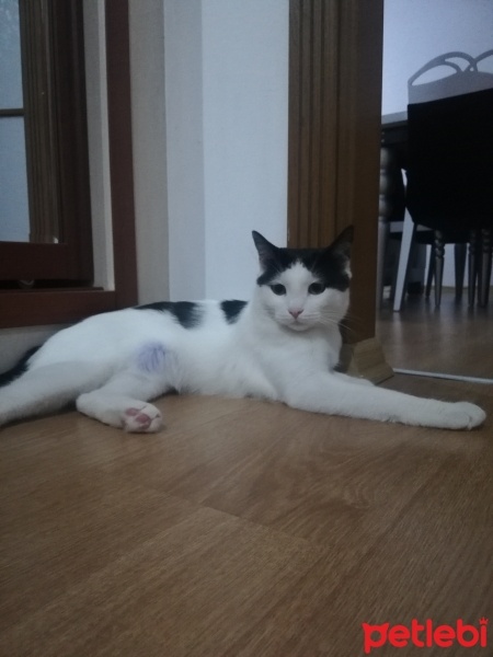 Tekir Kedi, Kedi  Miniş fotoğrafı