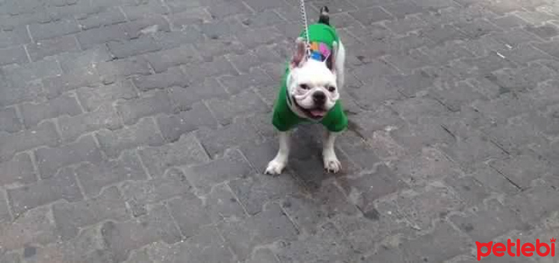 Fransız Bulldog, Köpek  Junior fotoğrafı