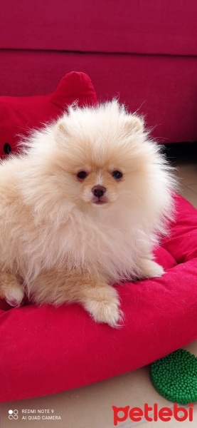 Pomeranyalı, Köpek  pötibör fotoğrafı