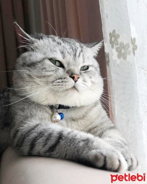 British Shorthair, Kedi  DUMAN fotoğrafı