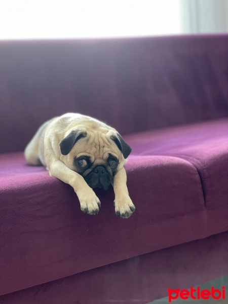 Pug, Köpek  Mişa fotoğrafı