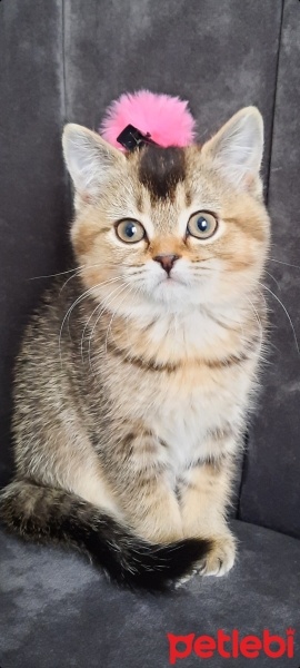 British Shorthair, Kedi  Şila fotoğrafı
