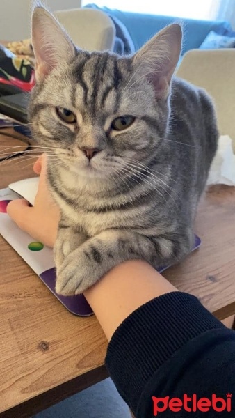 British Shorthair, Kedi  sultan fotoğrafı