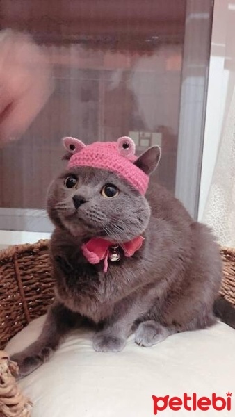 British Shorthair, Kedi  Mia fotoğrafı