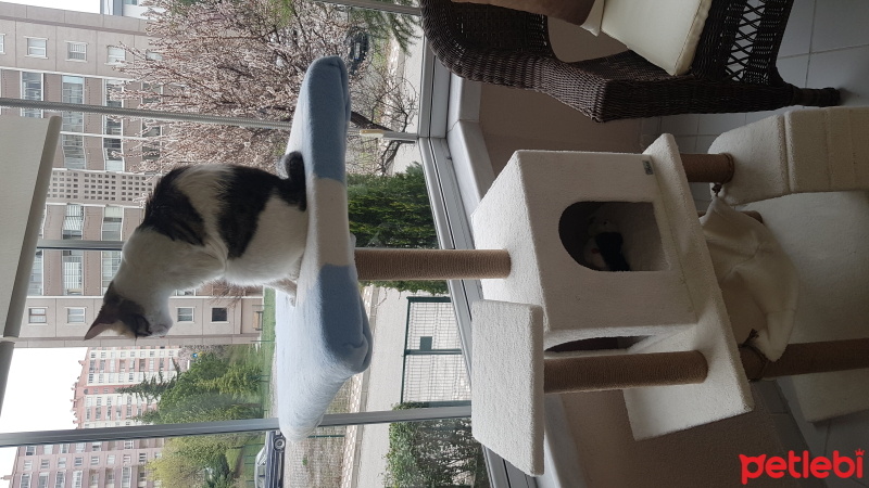 Tekir Kedi, Kedi  Boncuk fotoğrafı