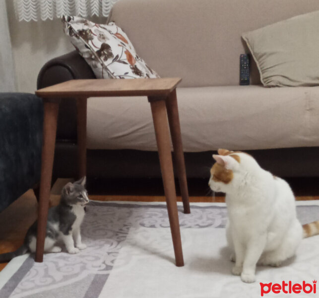 Sarman, Kedi  Paşa fotoğrafı