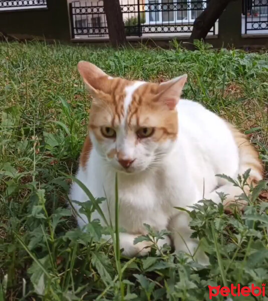 Sarman, Kedi  Paşa fotoğrafı