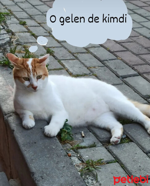 Sarman, Kedi  Paşa fotoğrafı