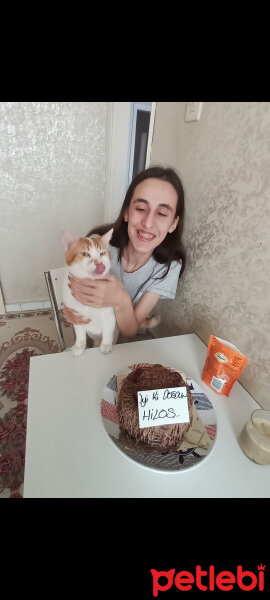 Sarman, Kedi  Paşa fotoğrafı