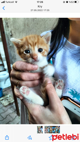 Tekir Kedi, Kedi  Sevimli patiler fotoğrafı
