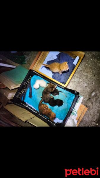 Tekir Kedi, Kedi  Sevimli patiler fotoğrafı