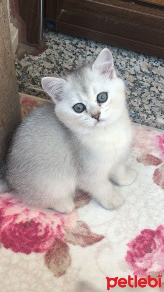 British Shorthair, Kedi  Bihter fotoğrafı