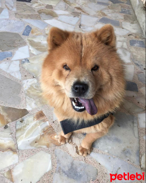 Chow Chow (çin Aslanı), Köpek  Yumak fotoğrafı