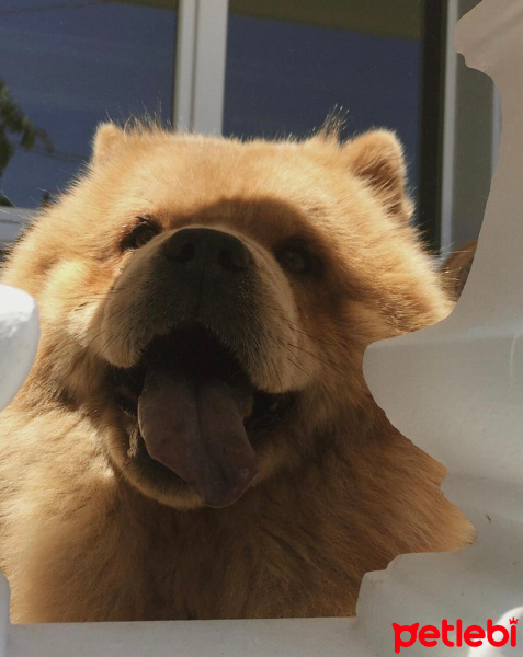 Chow Chow (çin Aslanı), Köpek  Yumak fotoğrafı